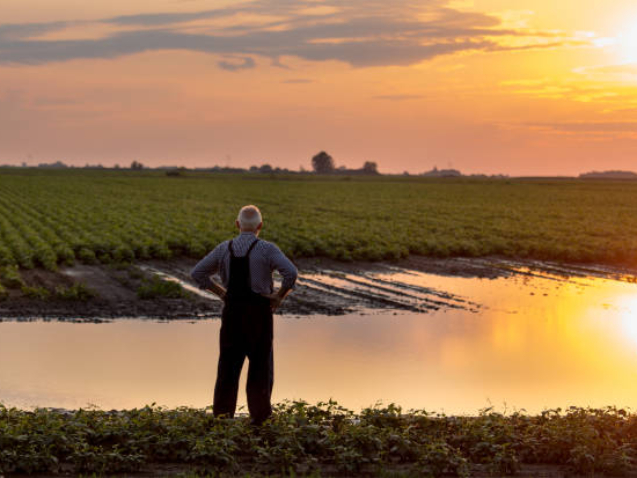 Senior farmer in overalls standing beside flood area on field. Natural disasters in agriculture