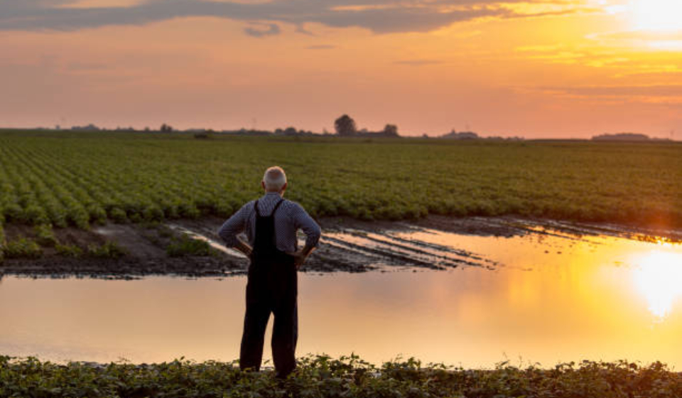 Senior farmer in overalls standing beside flood area on field. Natural disasters in agriculture